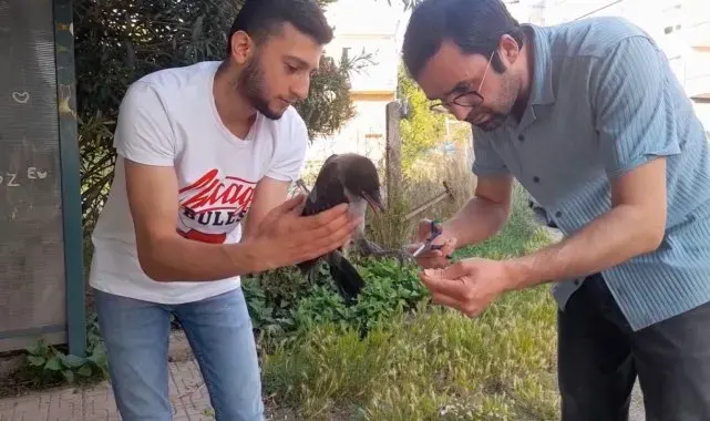 Sinop'ta yavru karganın ayaklarına dolanan saç vatandaşlar tarafından kesildi