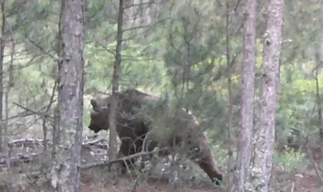 Tavşanlı ormanlarında vaşak ve yaban hayvanları görüntülendi