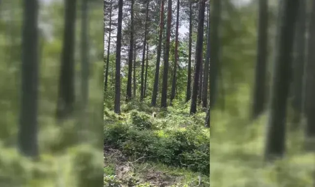Sinop'ta ormanlık alanda vaşak görüntülendi