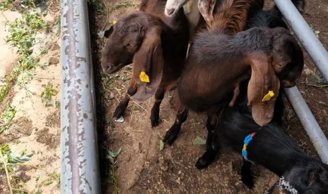 Kurban öncesi kaçak hayvanlar tespit edildi