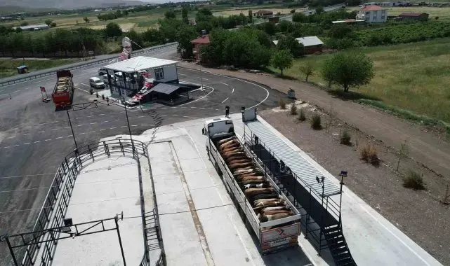 Elazığ'da usulsüz hayvan sevkiyatına 2 milyon 300 bin lira ceza