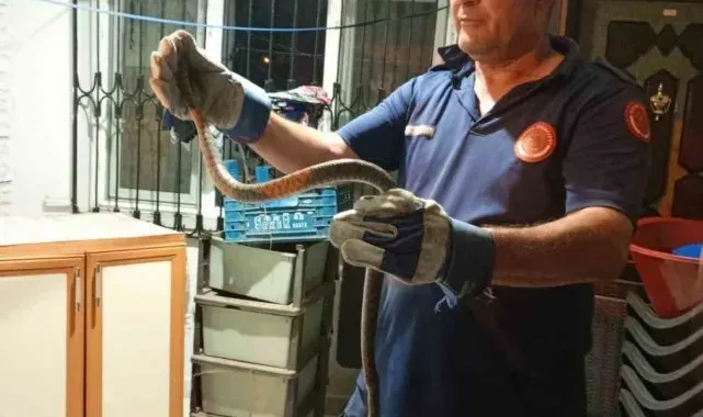 Eve giren yılan itfaiye ekipleri tarafından yakalandı