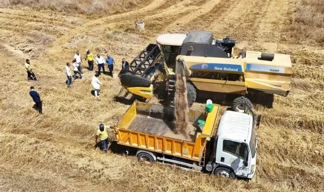 Tarsus'ta yerli tohum buğday hasadı yapıldı