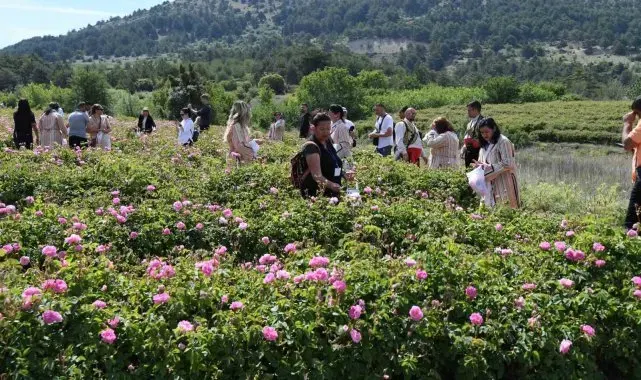 Uluslararası Isparta Gül Festivali gül hasadıyla renklendi