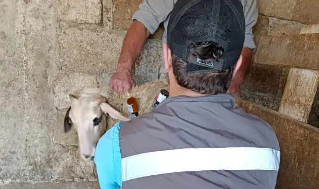 Lüleburgaz'da küçükbaş hayvanlar aşılanıyor