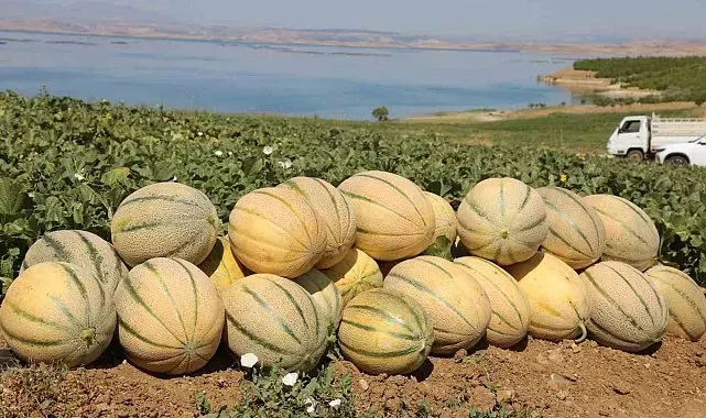 Elazığ'da yaklaşık 20 ton kavun hasadı bekleniyor