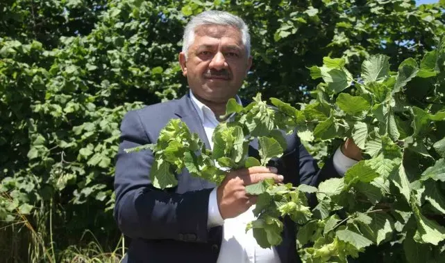 Soydan: "Fındıkta açıklanan rekolte tahminleri gerçeği yansıtmıyor"