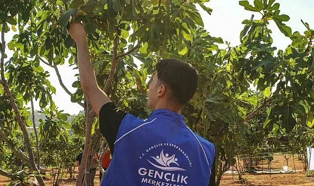 Germencik'te gönüllü gençler incir hasadına katıldı
