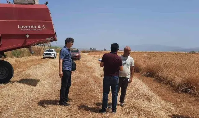 Söke'de dane kaybının önlenmesi için kontroller devam ediyor