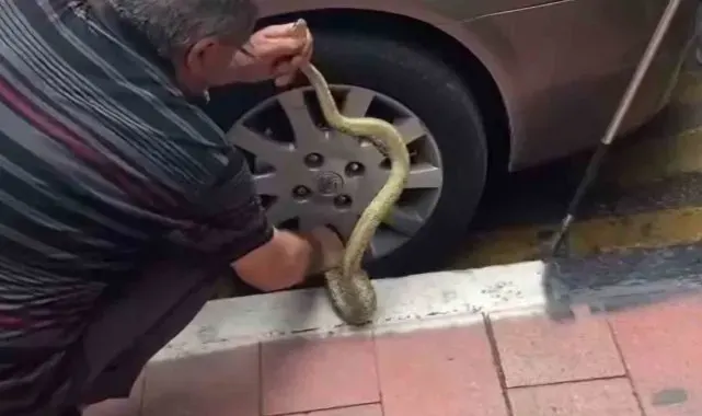 Arabadaki yılanı korkusuzca çıkardı, görenler hayret etti