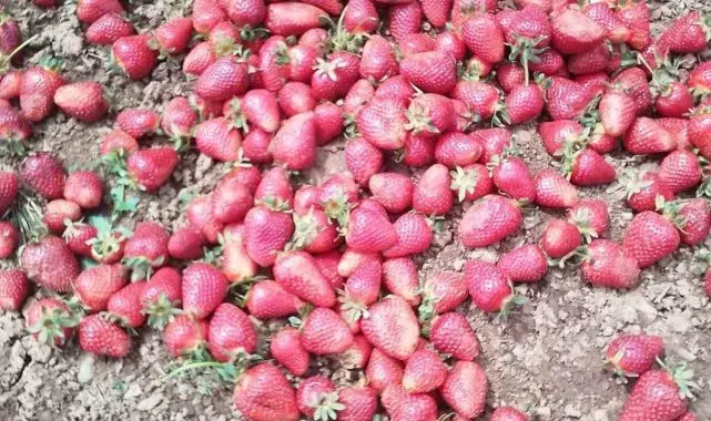 Kahramanmaraş'ta yağmur nedeniyle çilekler zarar gördü