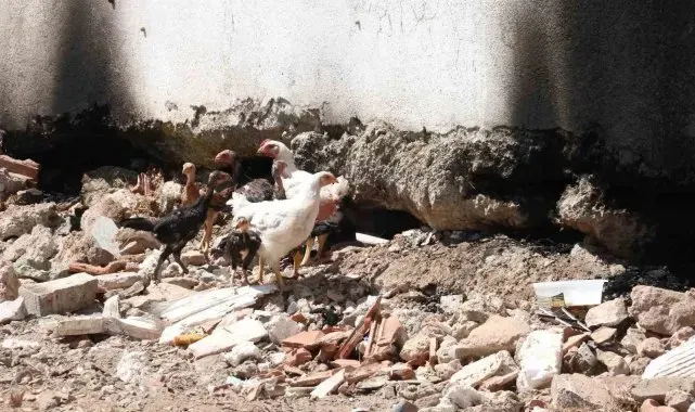 Fethiye'de 'piton' nöbeti