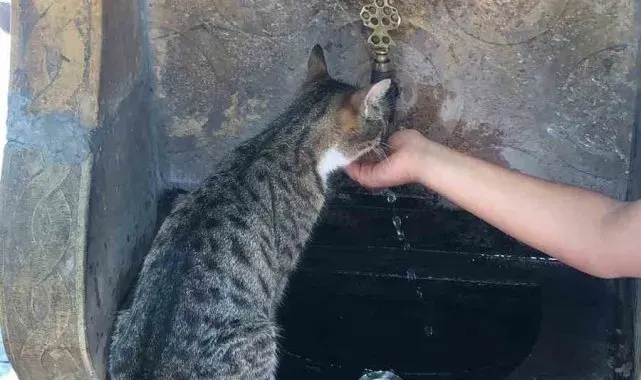 Susayan kediye elleri ile su içirdi