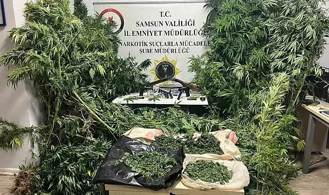 Polis havadan iz sürdü: Tütünlerin arasında 502 kök kenevir ele geçti