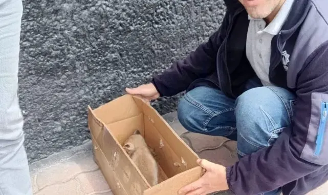 Beyşehir'de bitkin vaziyette bulunan tilki yavrusu koruma altına alındı