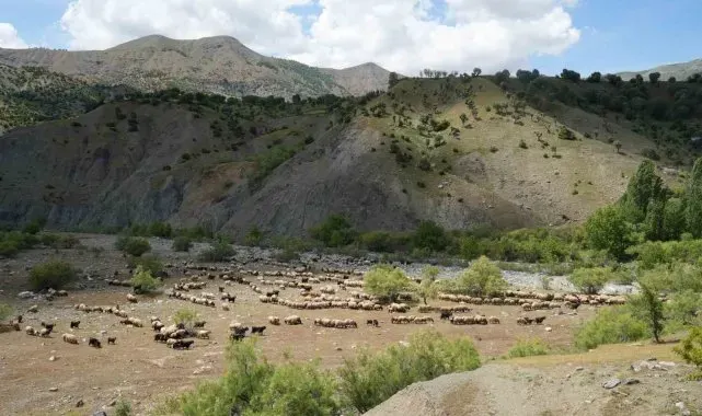 Binlerce koyun Muş yaylalarına doğru yola çıkarıldı