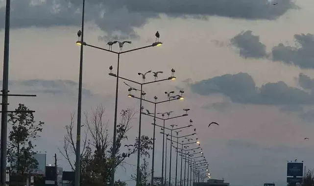 Çorlu'da ilginç manzara: Direkler, ağaçlar ve tarlalar leyleklerle doldu