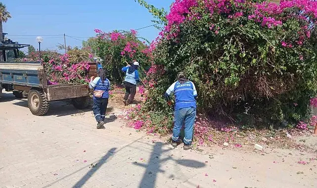 Didim Belediyesi kent genelinde ot biçme ve budama çalışmalarını sürdürüyor