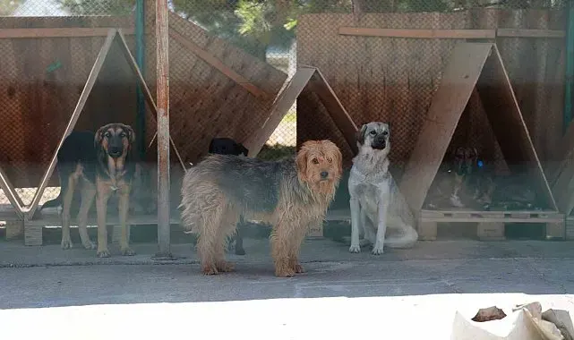 Bolu'da 8 ayda 621 kedi ve köpek sahiplendirildi