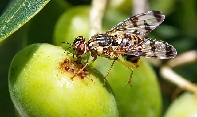 Erdek'te zeytin üreticilerine zeytin sineği uyarısı