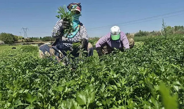 Maydanoz tarlasının emekçi kadınları
