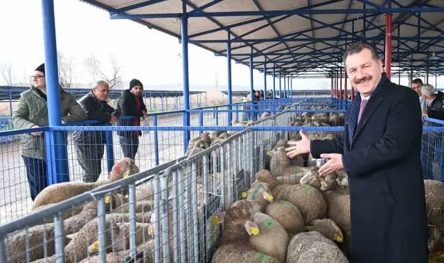 Balıkesir Büyükşehir, Sındırgı'da 550 damızlık dağıttı
