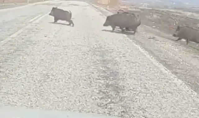 Varto yakınlarında ortaya çıkan domuz sürüsü paniğe sebep oldu