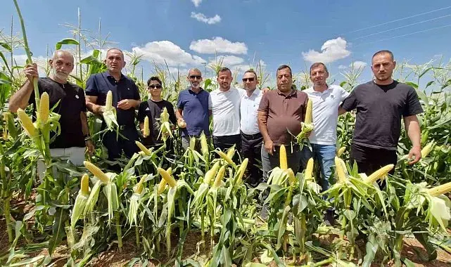 Karaman'da 5 yeni mısır türü görücüye çıktı