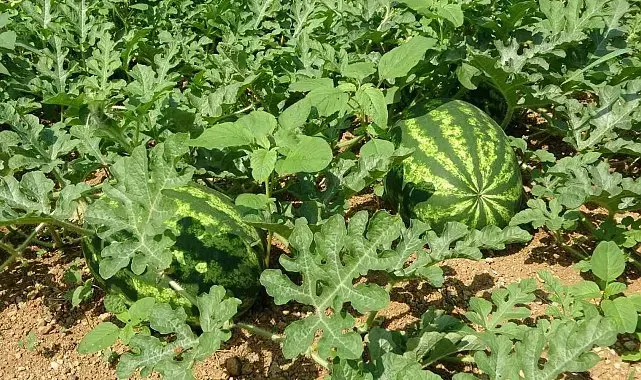 Yalıncak karpuzu üretimi eski günlerini arıyor