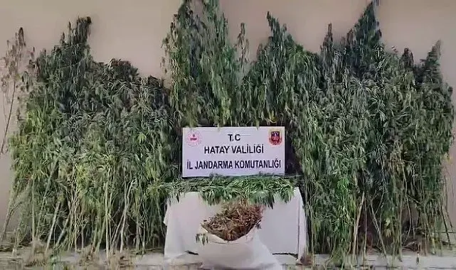 Orman içine ekilen kenevir tarlasını jandarma tespit etti
