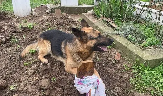 Evladı gibi baktığı köpeği 52 gündür mezarından ayrılmıyor