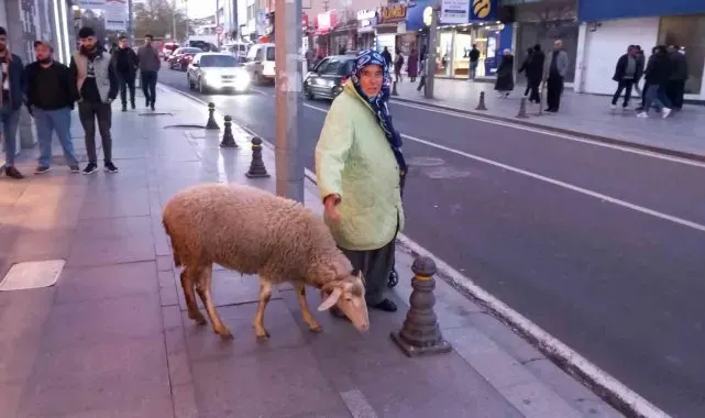 Kızı gibi baktığı koyunu peşinden ayrılmıyor