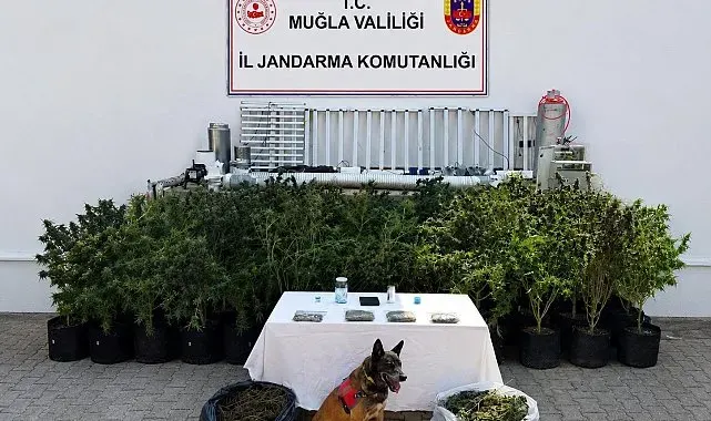 Bodrum'da evden 56 kök kenevir ve 10 kilo skunk ele geçirildi
