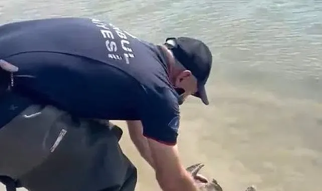 Sazlıbosna Barajı'nda misina ve ağlara takılan karabatağı itfaiye kurtardı