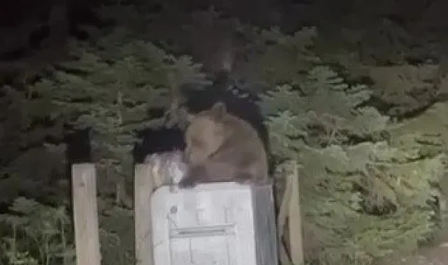 Uludağ'da aç kalan ayı çöpten yemek aradı