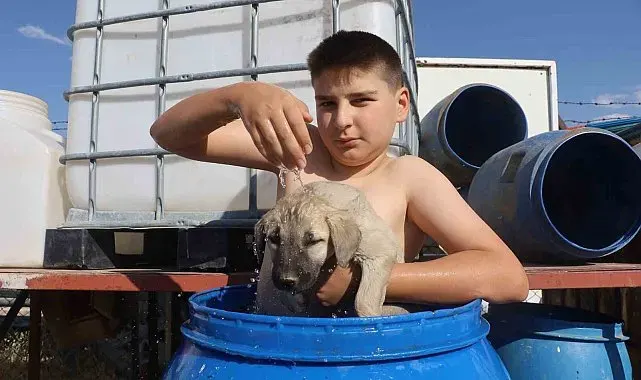Bunaltıcı sıcakta yavru Kangal ile su dolu varilde serinledi