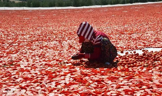 Domatesler güneşle buluştu, Gediz Ovası kırmızıya büründü