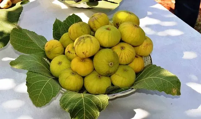 Aydın'ın taze inciri dünya pazarlarına uğurlandı