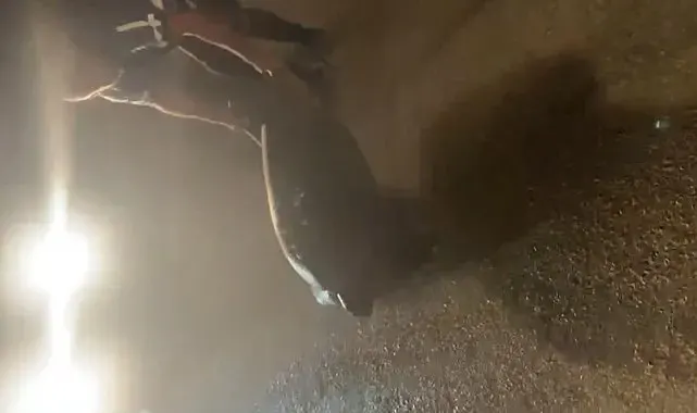 Yolunu şaşıran caretta carettayı kucağına alıp denize kavuşturdu
