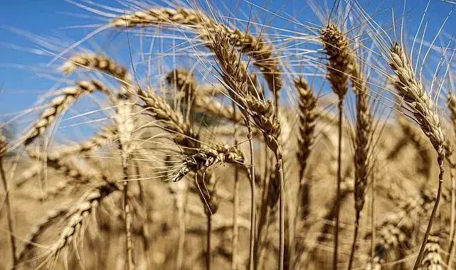 60 dönüm araziyle üretime başladı, şimdi ise 500 dönüme çıktı