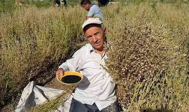 Develi'de çörek otu hasadına başlandı