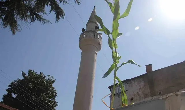 Ordu'da cami çatısında mısır yetişti