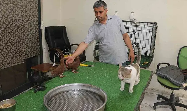 Milyonluk güvercinleri 'azılı düşmanları' koruyor