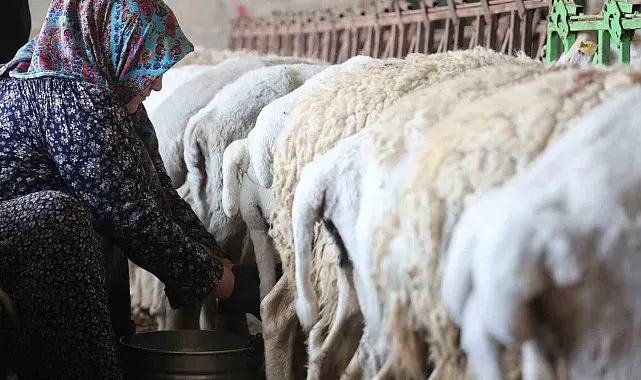 Dağdan gelen koyunlardan elle sağılan süt, kadınların emeğiyle geçim kaynağına dönüşüyor