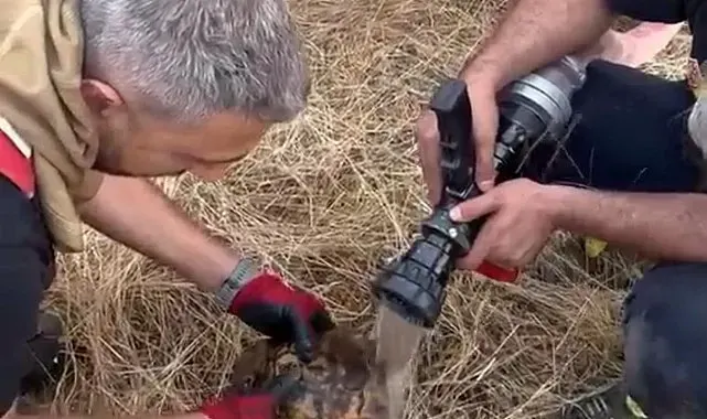 Alevler arasında kalan kaplumbağaya itfaiye ekibinden müdahale