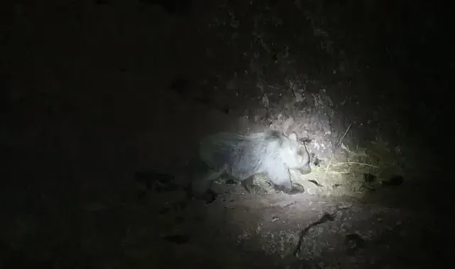 Tunceli'de gece kamerasında domuz ve ayı aynı anda görüntülendi