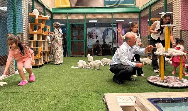 Yaz tatilinde dünyaca ünlü Van kedilerine ziyaretçi akını