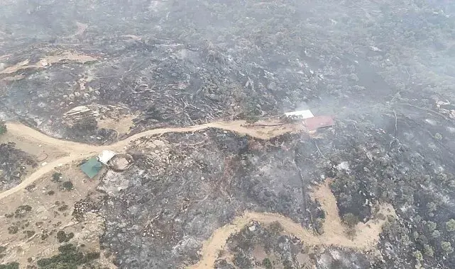 Ormanın sessiz çığlığı havadan görüntülendi
