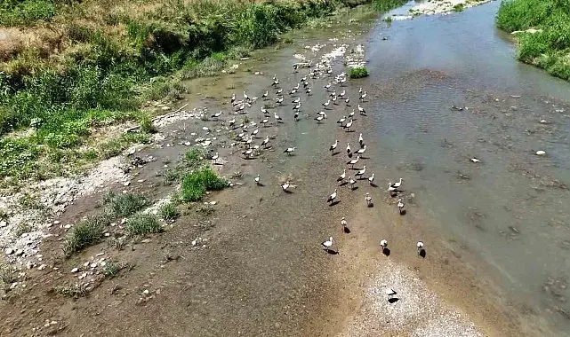 Soğanlı Çayı'nı mesken tutan leylekler dronla görüntülendi