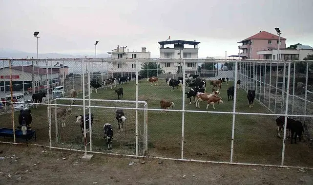 Çine'de alevlerin ulaştığı mahallede hayvanlar halı sahada korumaya alındı